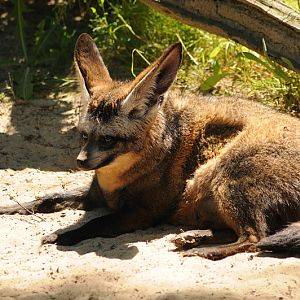 Bat-eared fox takes a sunbath