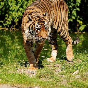 Sumatran tiger at Dortmund