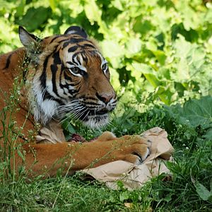 Malayan tigress at Dortmund zoo
