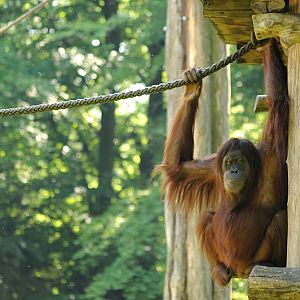 Sumatran Oran-Utan hanging in the ropes