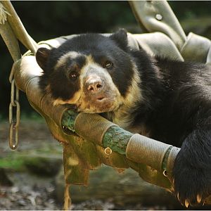 Lazy andean bear at Dortmund zoo.