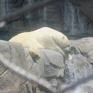 Polar Bear