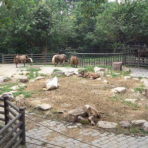 Wild (?) Yak enclosure