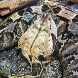 Gaboon Viper
