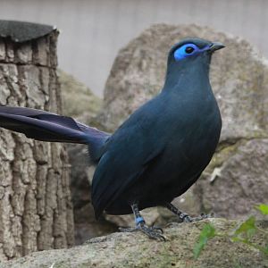 Blue Coua