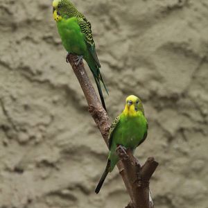 Budgerigar