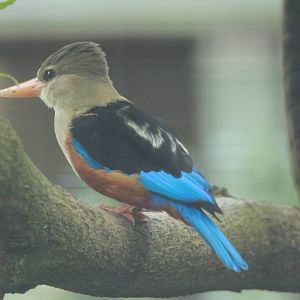 Grey-headed Kingfisher