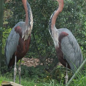 Goliath Heron