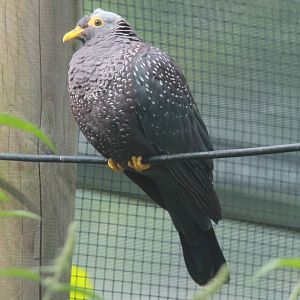 African Olive Pigeon
