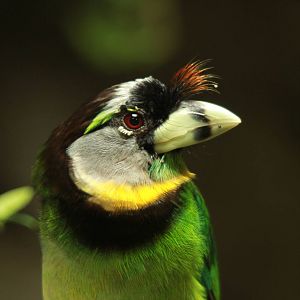 Fire-tufted Barbet