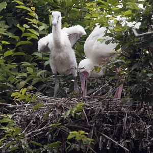 Spoonbill and chick