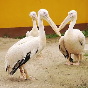 Great white pelicans at Bad Pyrmont