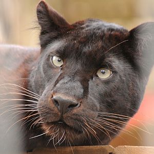 Panther at Bad Pyrmont