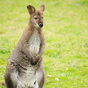 Red-necked wallaby at Bad Pyrmont