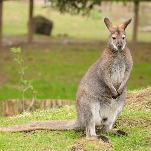 Red-necked wallaby at Bad Pyrmont