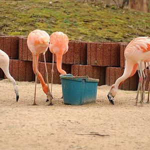 Chilean flamingos at Bad Pyrmont