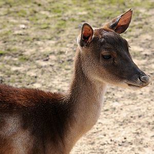 Timor deer at Bad Pyrmont