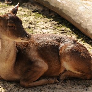 Timor deer at Bad Pyrmont
