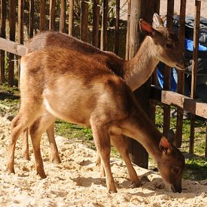 Timor deer at Bad Pyrmont