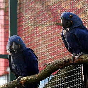 Hyazinth macaws at Bad Pyrmont