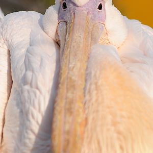 Great white pelican at Bad Pyrmont