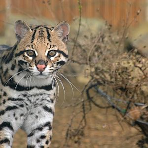 Ocelot at Tierpark Bad Pyrmont