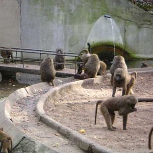 Old baboon island at Gelsenkirchen