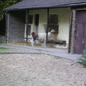 Former Llama and tapir enclosure at Gelsenkirchen