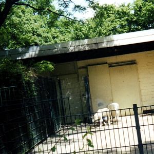 Addax antelopes at Gelsenkirchen