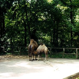 Bactrian camels at Gelsenkirchen
