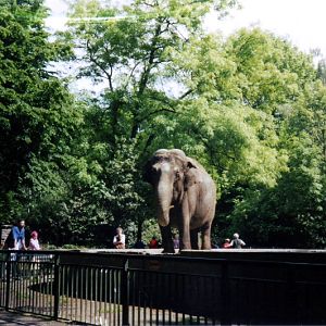 Asian elephant at Gelsenkirchen