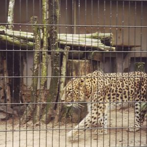 Persian leopard at Gelsenkirchen