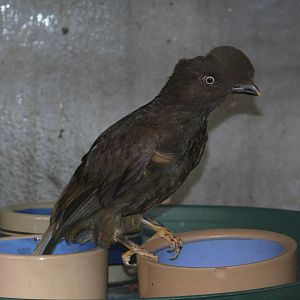 Cock-of-the-rock - but which species?