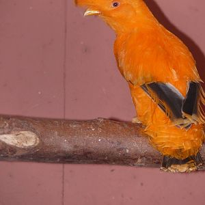 Cock-of-the-rock - but which species?