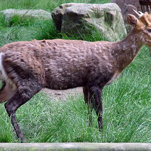 Muntiacus gongshanensis / Gongshan Muntjac (male)