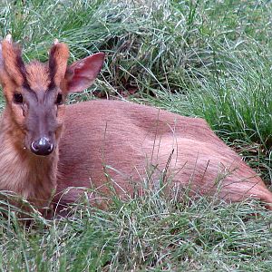 Reeves's Muntjac (Chinese Muntjac) / Muntiacus reevesi