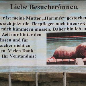 Sign for albino fur seal