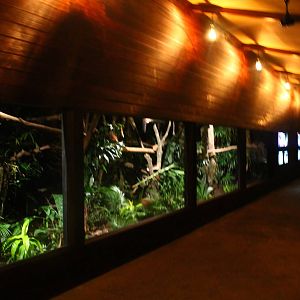 Wallaby Trail - Brush-tailed Possum exhibit