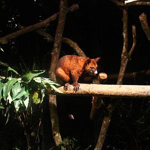 Wallaby Trail - Brush-tailed Possum
