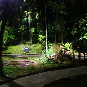 Wallaby Trail - Wallaby walk-thru exhibit