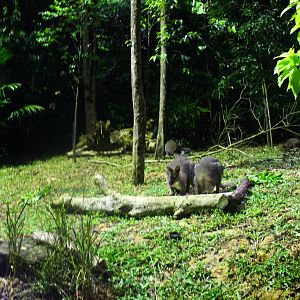 Wallaby Trail - Bennett's Wallabies