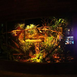 Wallaby Trail - Tawny Frogmouth exhibit