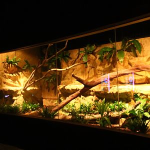 Wallaby Trail - White-lipped Python exhibit