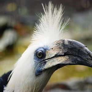 White-crowned Hornbill at Avifauna, 04/06/12