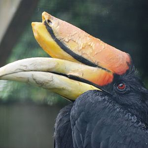 Javan Rhinoceros Hornbill at Avifauna, 04/06/12