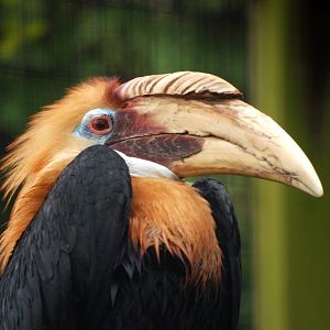 Papuan Wreathed Hornbill at Avifauna, 04/06/12
