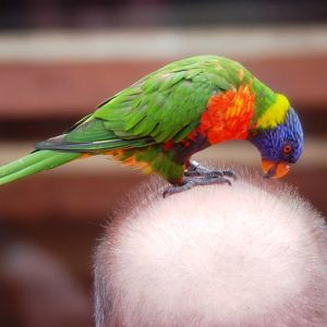 Rainbow Lorikeet at Avifauna, 04/06/12