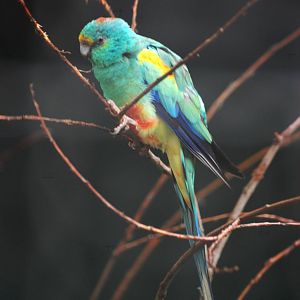 Mulga Parrot at Avifauna, 04/06/12