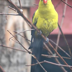 Regent Parrot at Avifauna, 04/06/12