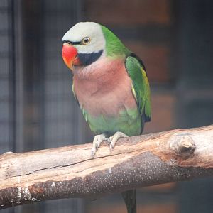 Dammerman's Moustached Parakeet at Avifauna, 04/06/12